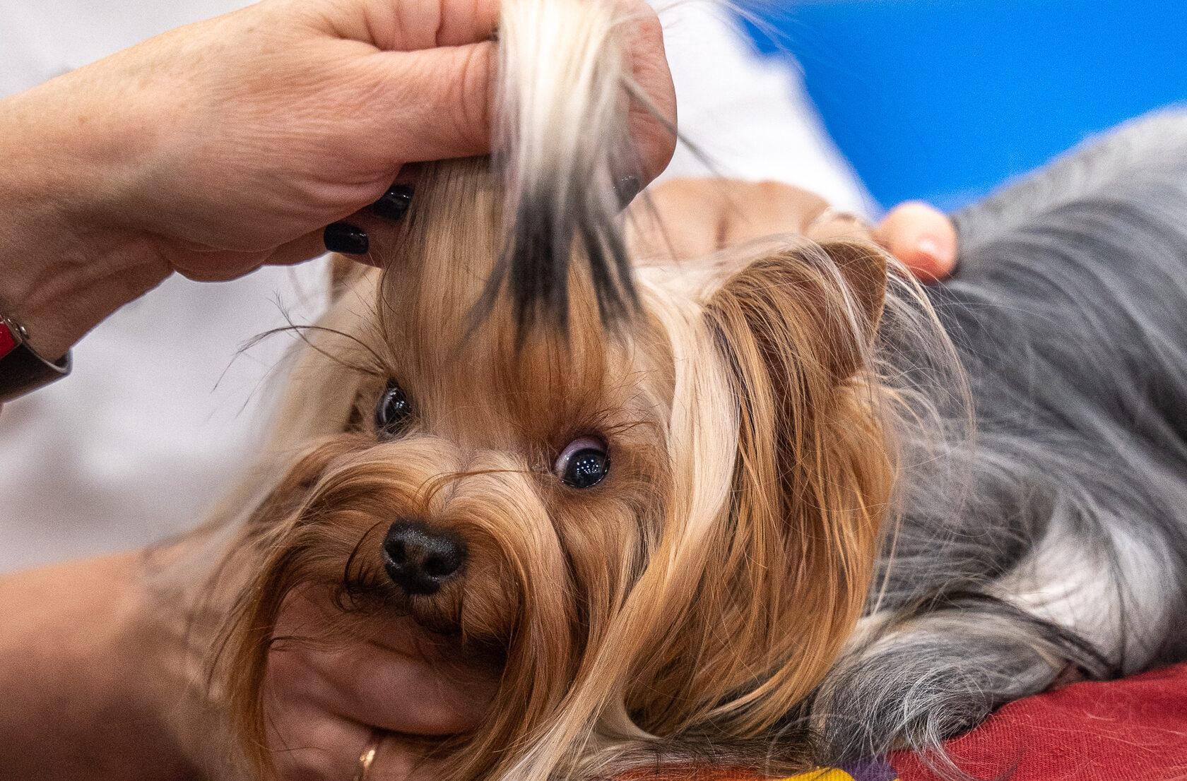 주쇼 상트페테르부르크 국제 반려동물 박람회 2026 (춘계) (ZOOSHOW.Winter)