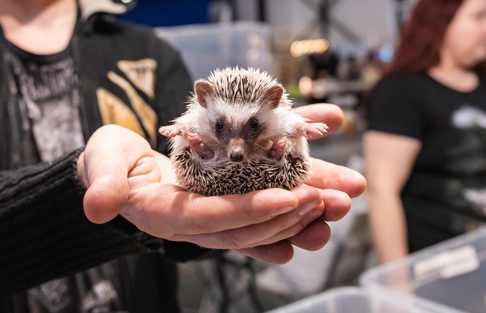 주쇼 상트페테르부르크 국제 반려동물 박람회 2026 (춘계) (ZOOSHOW.Winter)