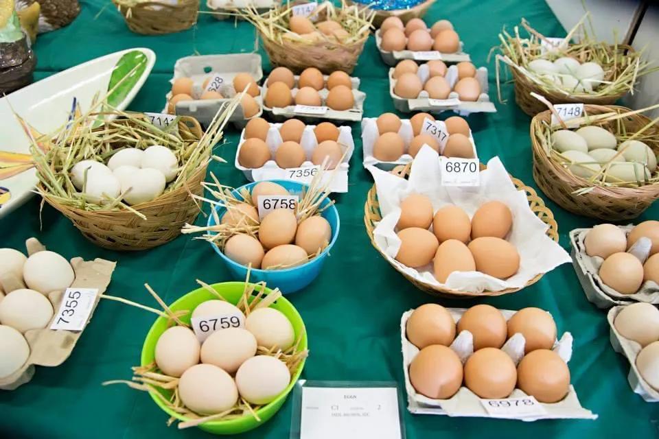 와너루 농업 쇼 (Wanneroo Agricultural Show)