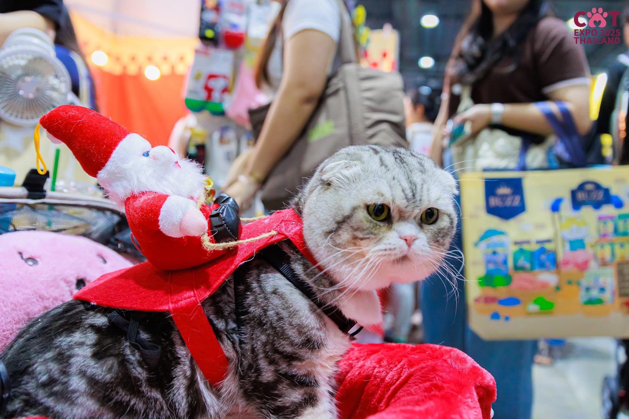 캣엑스포타일랜드 2026 (Cat Expo Thailand)