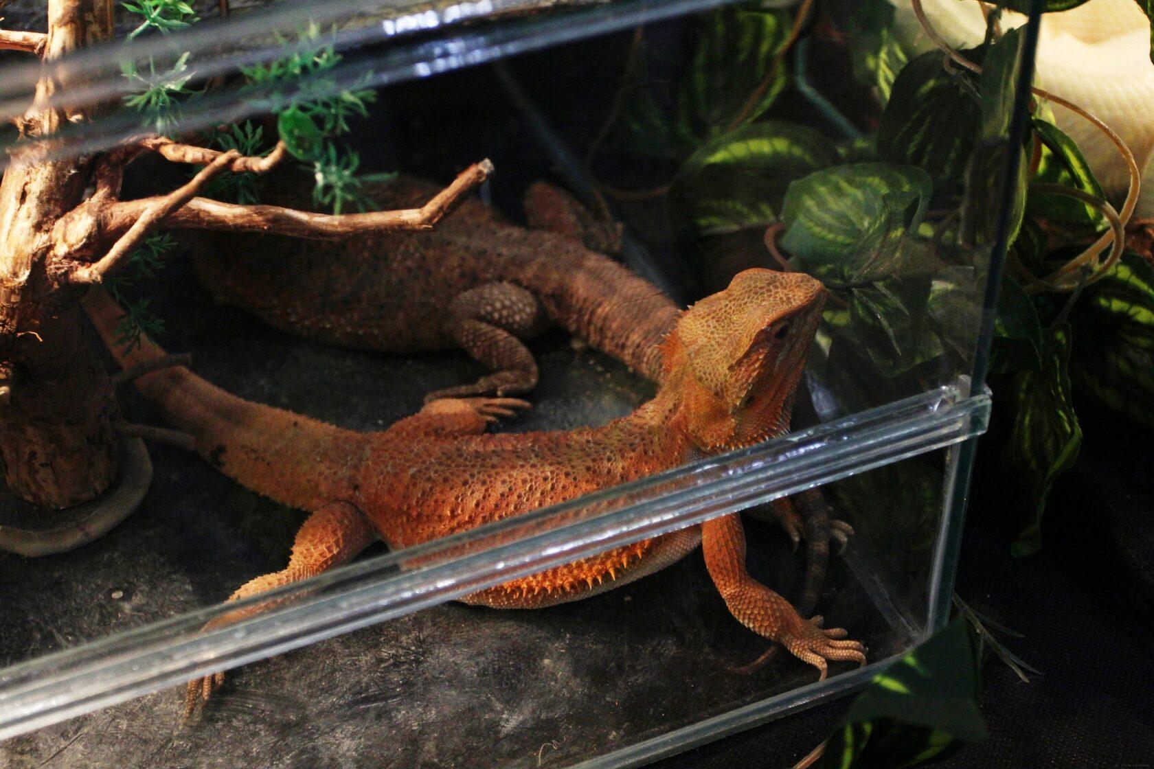 주쇼 상트페테르부르크 국제 반려동물 박람회 2026 (동계) (ZOOSHOW.Winter)