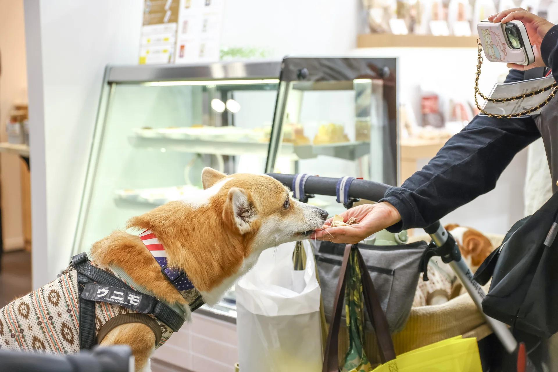 오사카 인터펫 반려동물산업 박람회 2025 (Interpets Osaka)