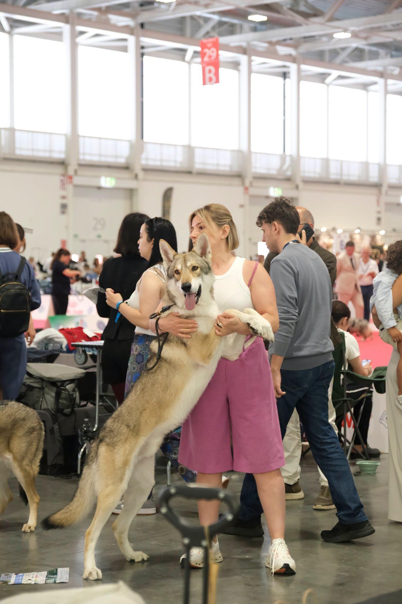 세계 견종 전시회 2026 (World Dog Show, WDS)